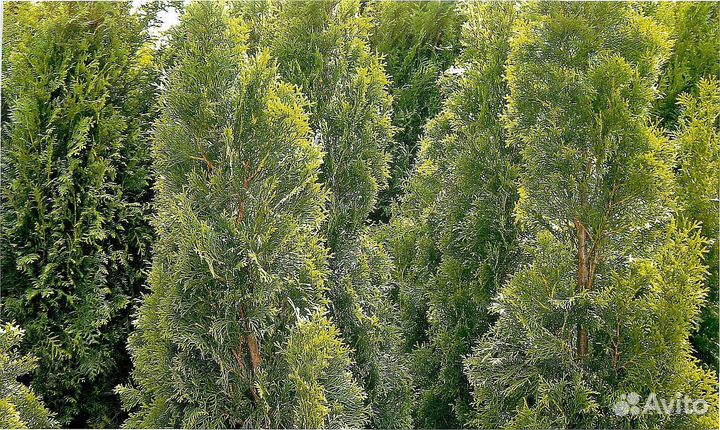 Туи для изгороди