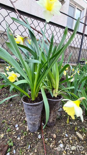 Нарциссы в горшке