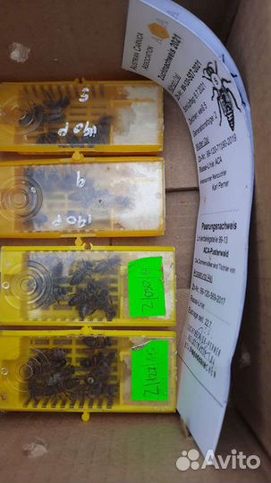 Пчелосемьи карника F1 2023г