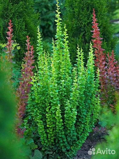 Барбарис тунберга 