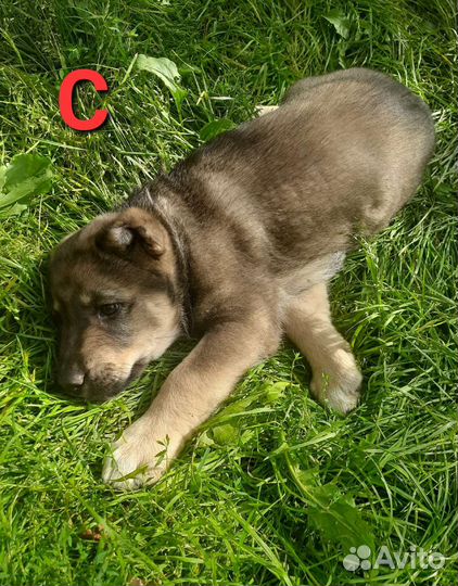 Среднеазиатская овчарка алабай щенки