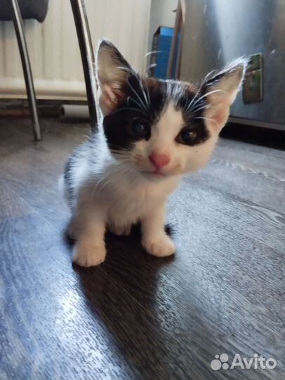 Кошки в добрые руки бесплатно