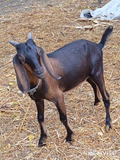 Нубийские козлята