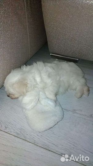 Мальтезе лапочки