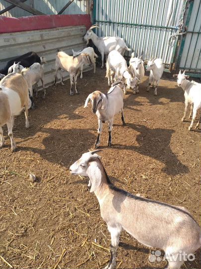Бараны козы