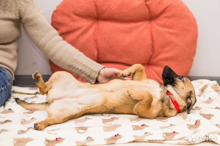 Помесь овчарки