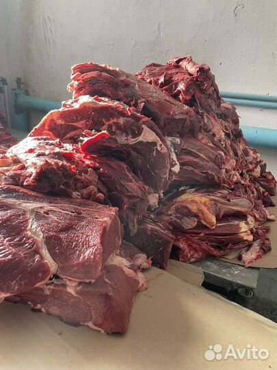 Продам мясо говядины
