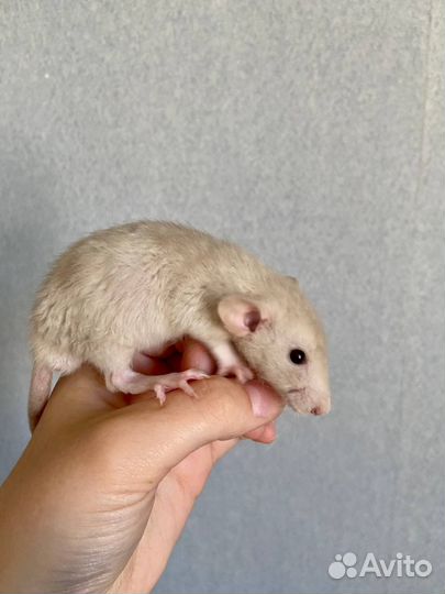 Декоративная крыса дамбо (мальчики)