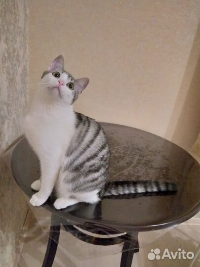 Молоденький котик ищет дом