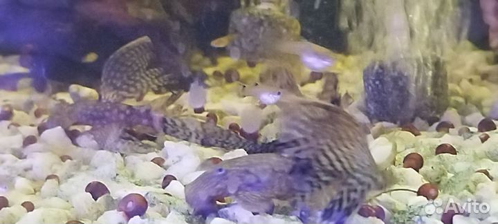 Креветки вишнёвые, Гуппи,Анциструсы стрекозы