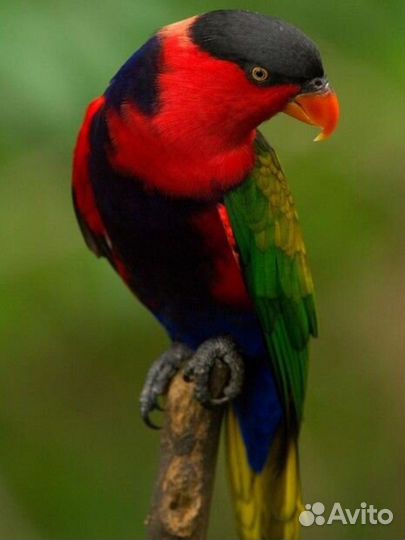 Ожереловые,каик,пиррура,алексендрийский,синегал