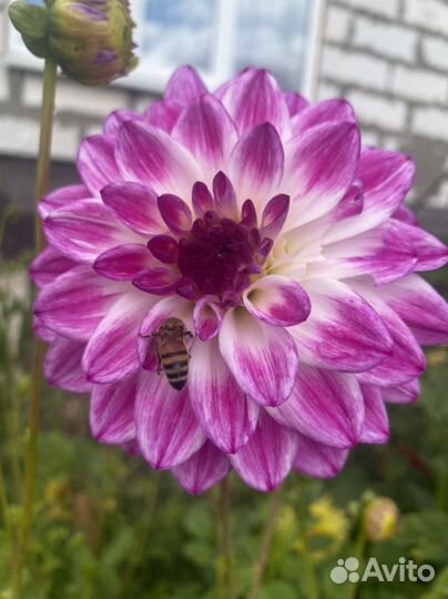 Многолетние цветы