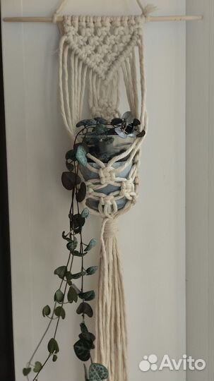 Церопегия Вуда