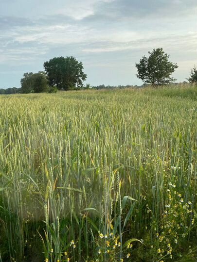 Участок 33,5 га (СНТ, ДНП)