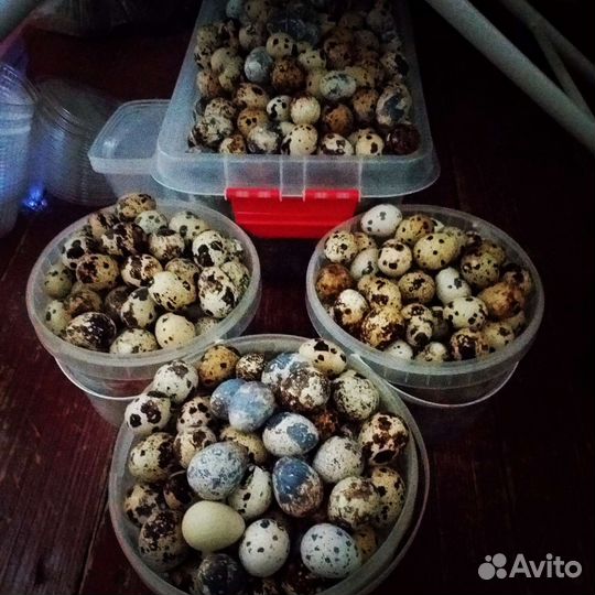 Яйца перепелиные