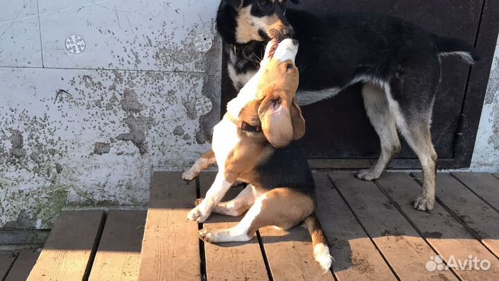 Зоогостиница Вырица