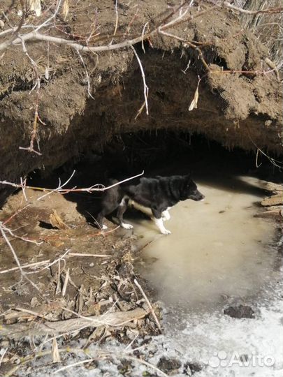 Щенки русско европейской лайки