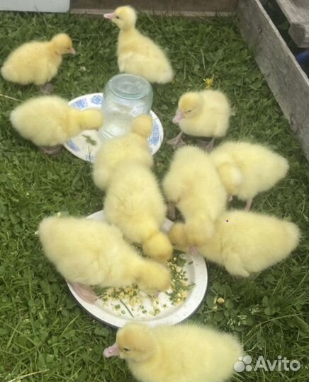 Инкубационное яйцо гусей