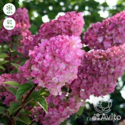 Гортензия
