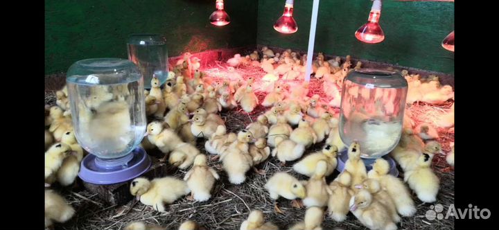Цыплята бройлеры, утята бройлеры, цыплята несушек