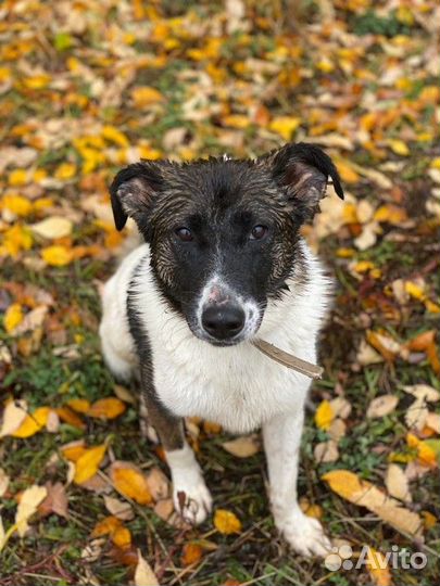 Генри- шикарный пес для семьи