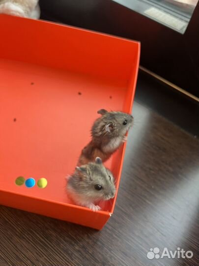 Джунгарский хомяк с доплатой и доставкой