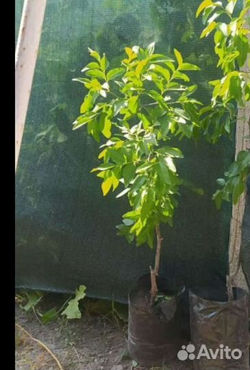 Зизифус Унаби китайский финик