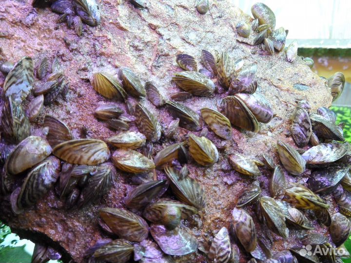 Улитки теодоксус и фильтратор дрейсена