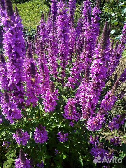 Осенний декор