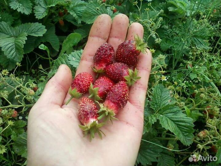 Земклубника