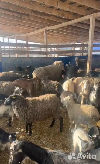 Овцы бараны ягнята