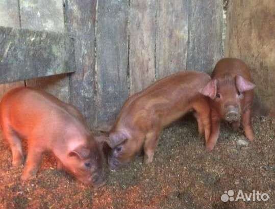 Поросята ландрас и дюрок
