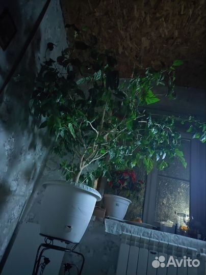 Гибискус китайская роза