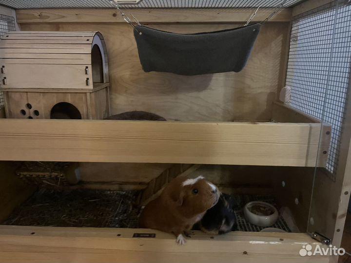 Морские свинки с витриной