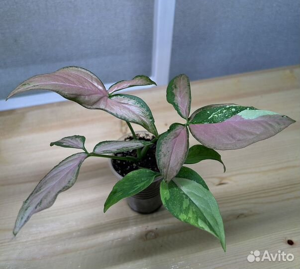 Комнатные цветы