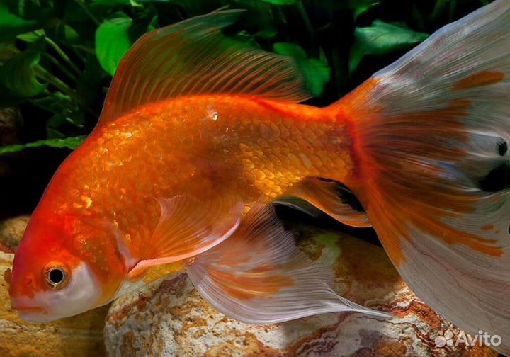 Комета. Карась красный