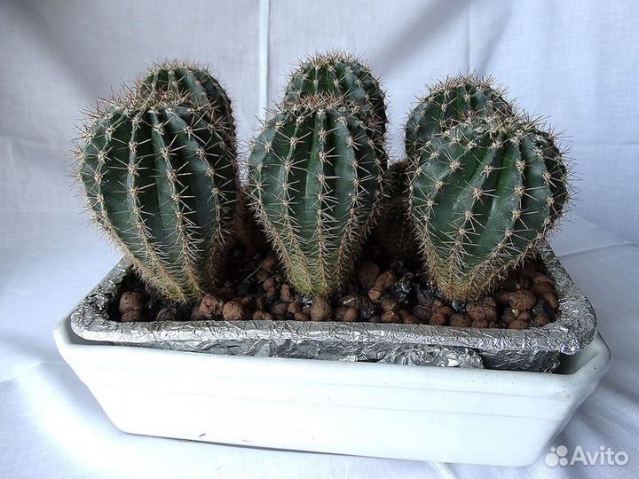 Кактусы и алоэ