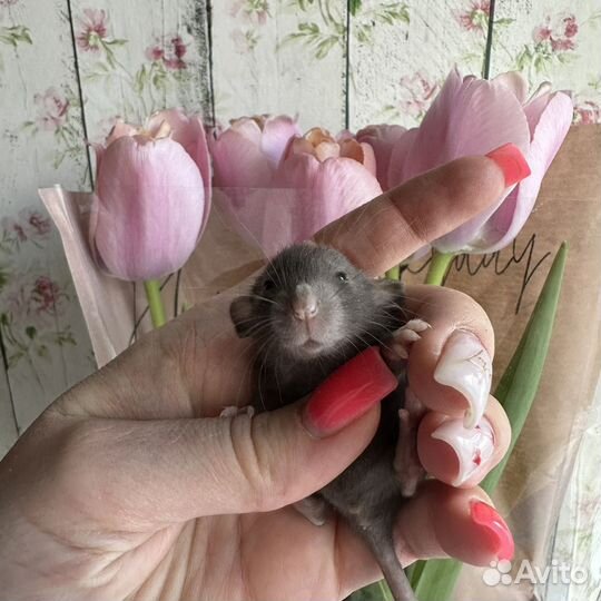Крысы дамбо