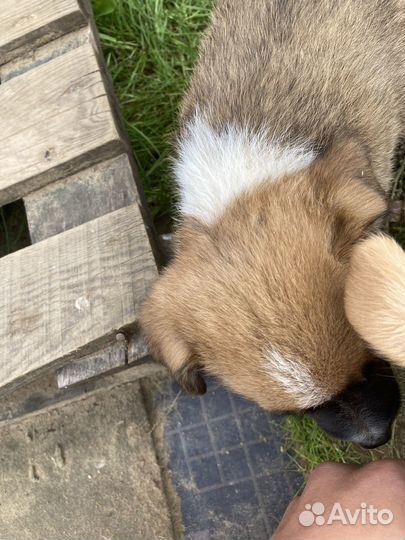 Отдам щенят