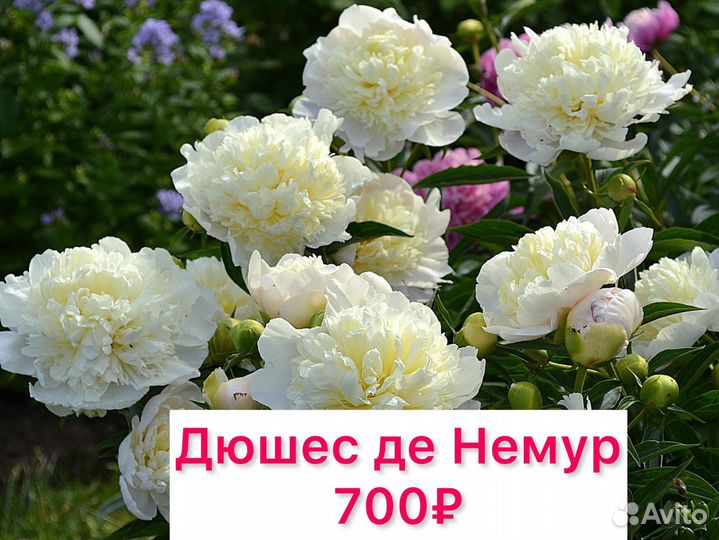 Пионы саженцы