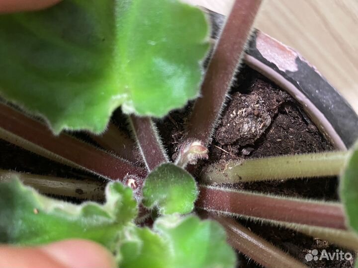 Фиалка взрослая