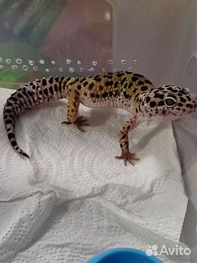 Эублефар самец