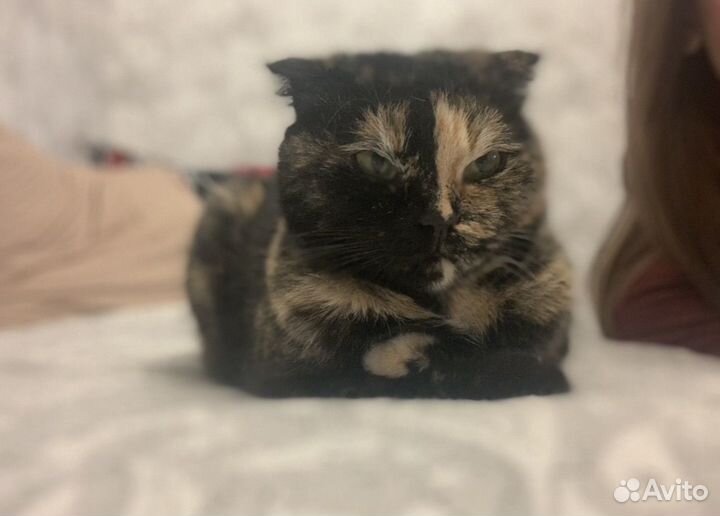 Кошки в добрые руки бесплатно