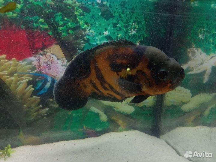 Астронотус