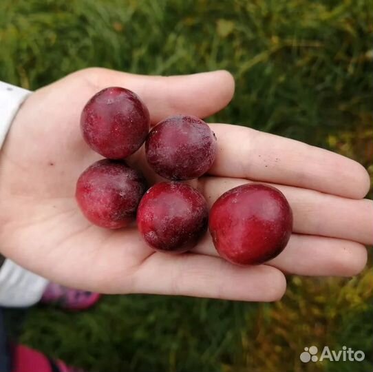 Саженцы клюквы