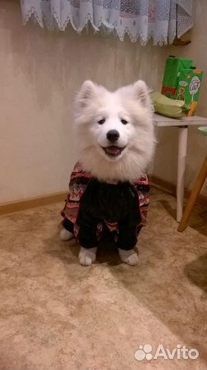 Дождевик для собак