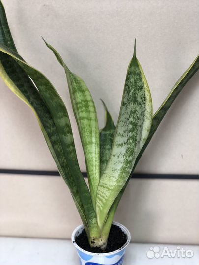 Комнатные растения