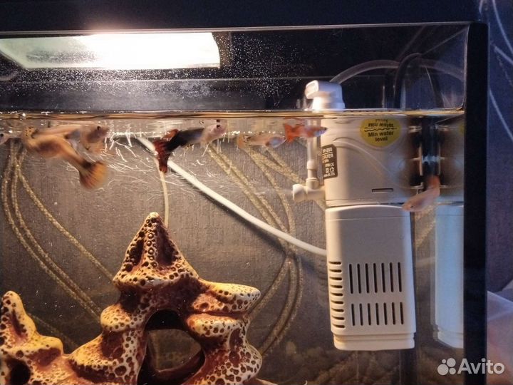 Аквариум с рыбками гуппи