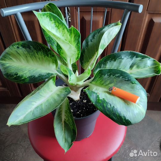 Аглаонема Уши слона Тай