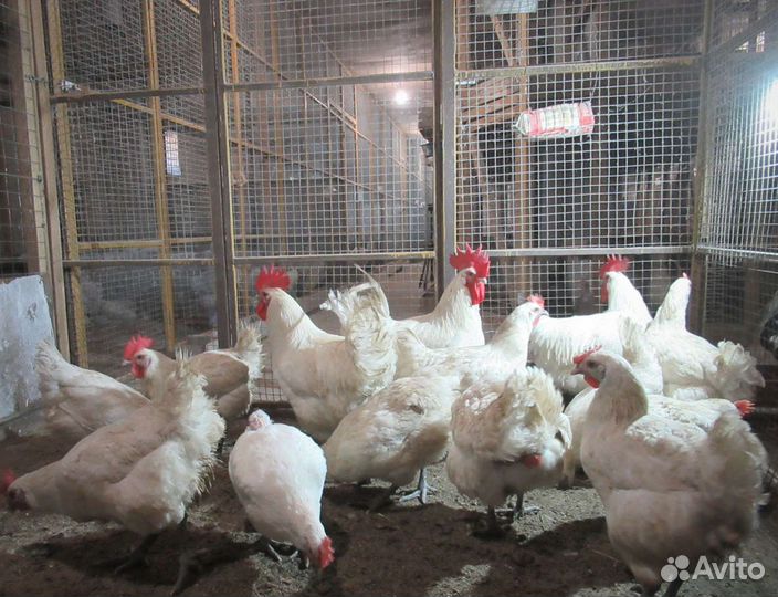 Бресс Гальские